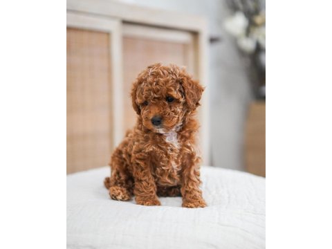 Tuvalet eğitimli toy poodle 