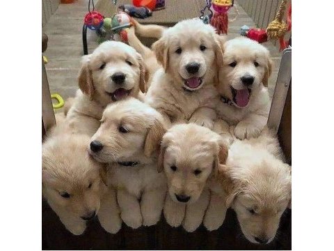 Golden retriever yavrular için ulaşabilirsiniz
