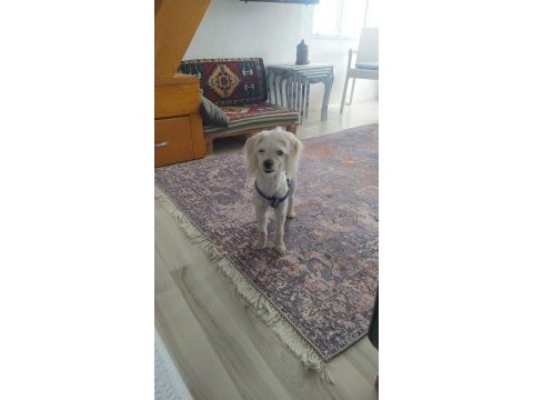 Maltese terrier köpeği