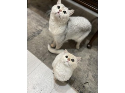 3 aylık british shorthair eşsiz renk