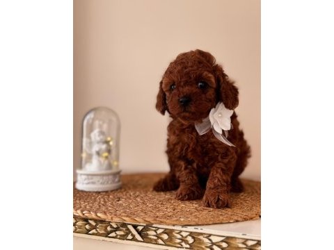 Dişi toy poodle