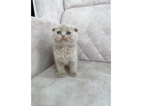 Minik kutup ayısı bebiş british shorthair
