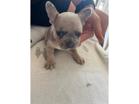 French bulldog yavrumuz