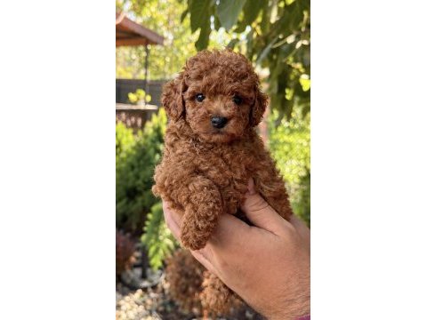 Red toy poodle erkek
