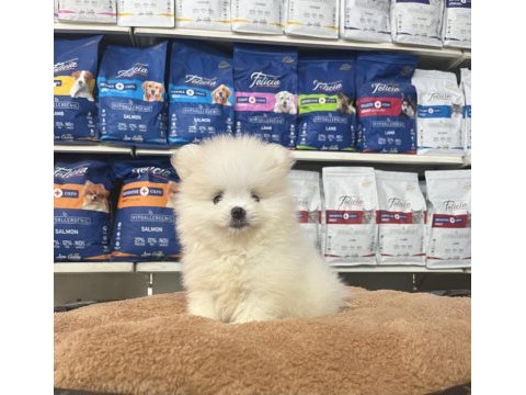 Orjinal ırk ve sağlık garantili pomeranian boo yavrularımız