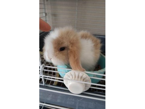 Hollanda lop yavru tavşan