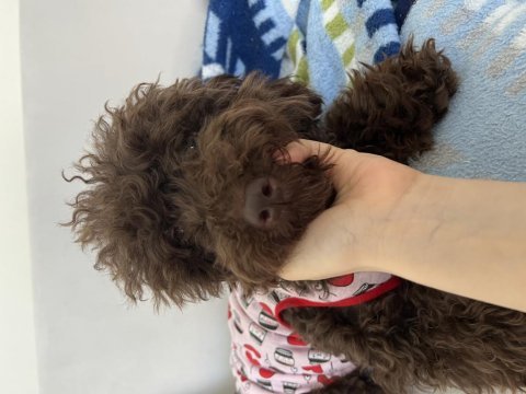 Toy poodle nadir çikolata renk