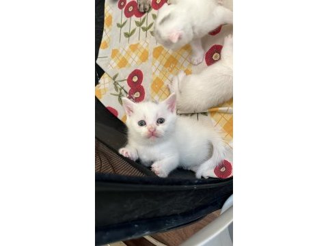 Pamuk scottish fold kardeşler
