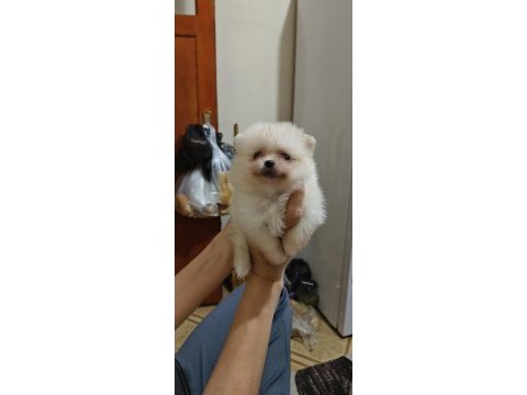 Pomeranian boo yavrularım