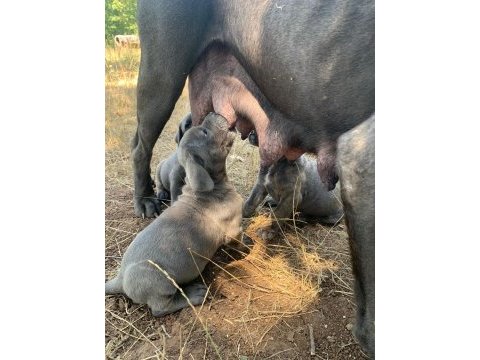 Kaliteli sağlıklı cane corso bebekler