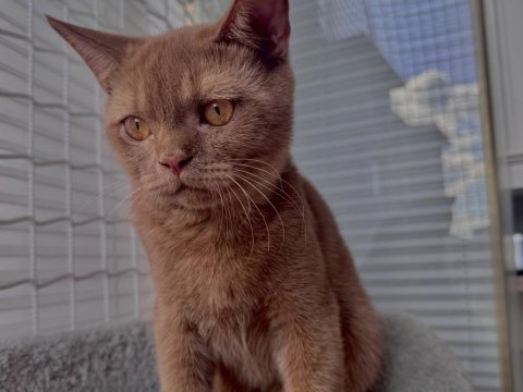 British shorthair cinnamon erkek