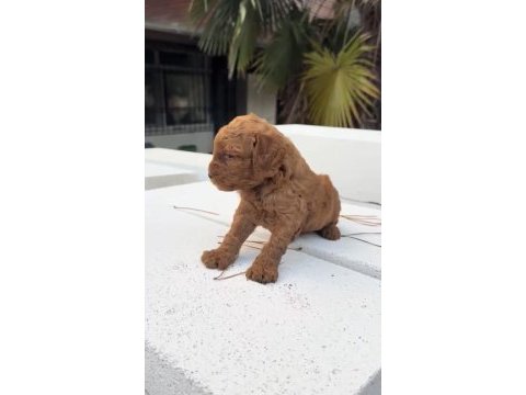 Redbrown maltipoo 