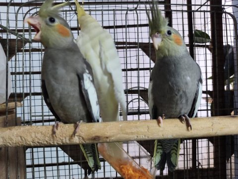 Yeme düşen sultan papağanı yavruları