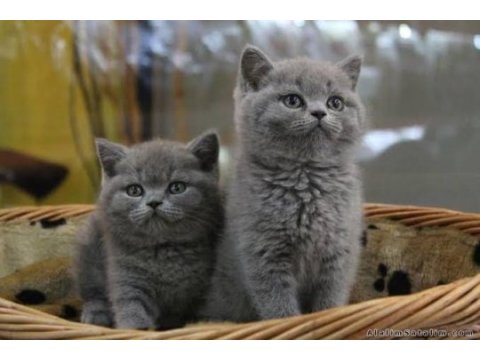 Show kalite wc eğitimli son gri british shorthair bebekler