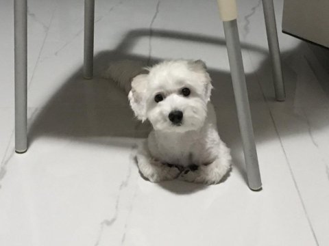 Üç aylık yavru köpeğimiz