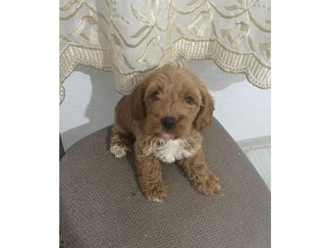 Maltipoo kalite yavrular ırk sağlık garantili