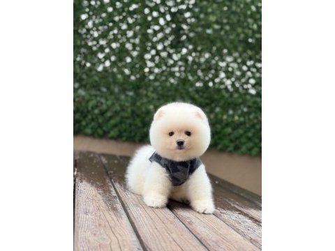 Mükemmel tüy yapısı pomeranian boo