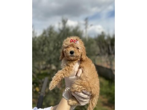 Dişi poodle güzeller güzeli kızımız