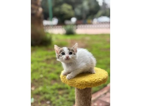 2 aylık dişi yavru kedimiz