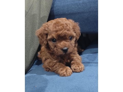 Oyuncak boy toy poodle bebekler