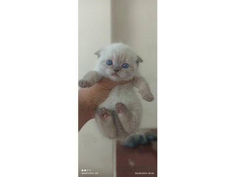 Safkan anne baba blue point british shorthair bebekler