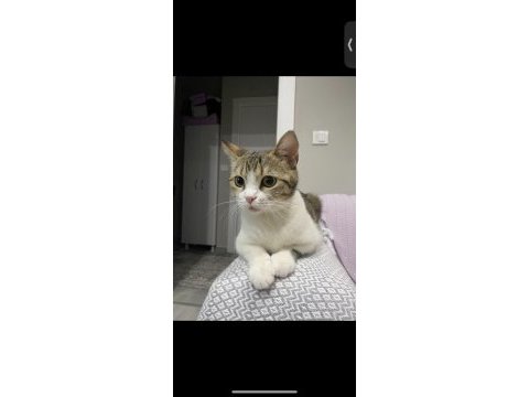 Kedimize acil yuva arıyoruz yurt dışına çıkacağımız için