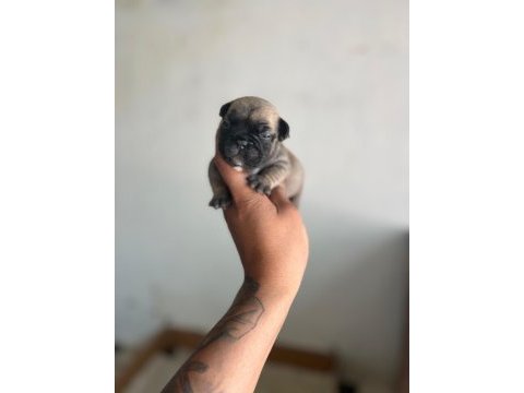 Exotic french bulldog yavrularım rezerveye açıktır