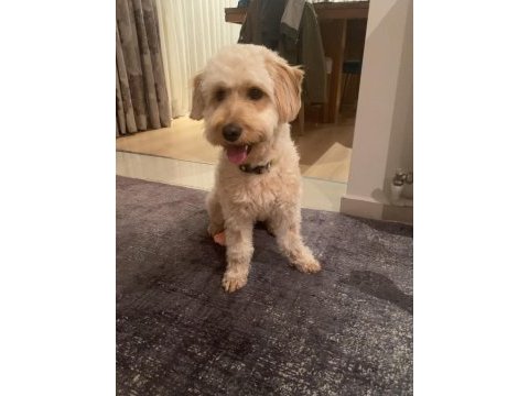 Maltipoo kızım 1.5 yaşında