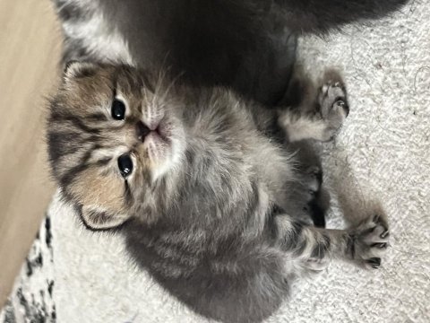 Golden tabby yavru kedimiz