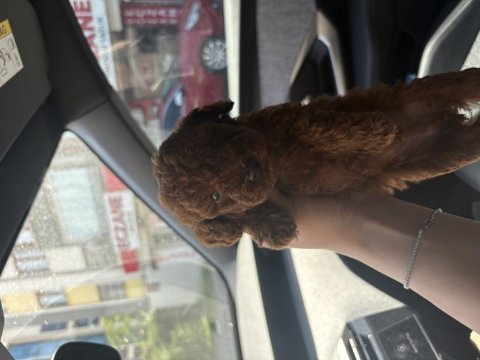 Red toy poodle yavrularım 