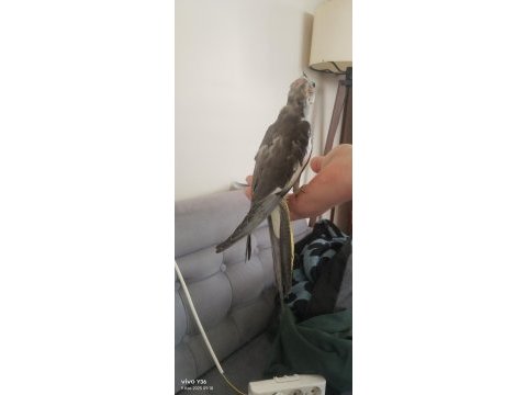 1.5 aylık lutino sultan papağanı yavrular