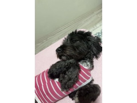 1 yaşında dişi maltese terrier