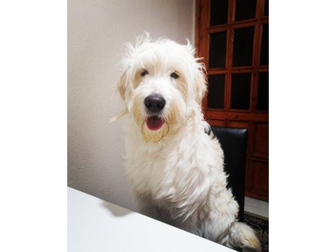 Golden doodle mix (dişi)