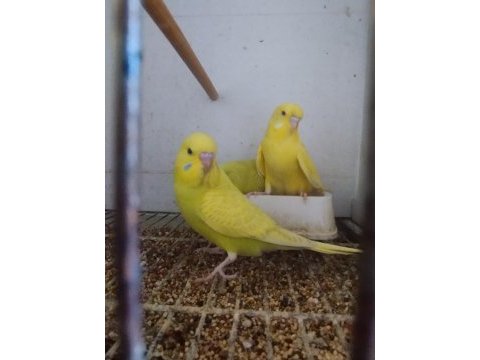 Yeni bebek muhabbet kuşları