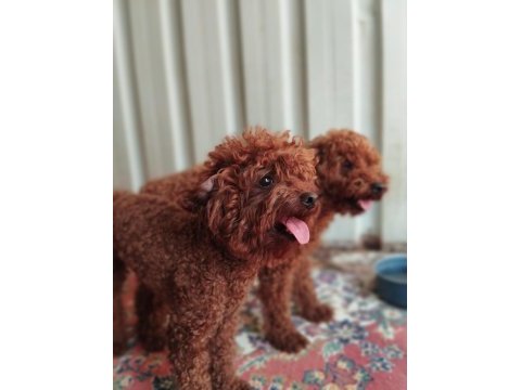 Kore toy poodle yavrularımız ruhsatlı çiftliğimizden