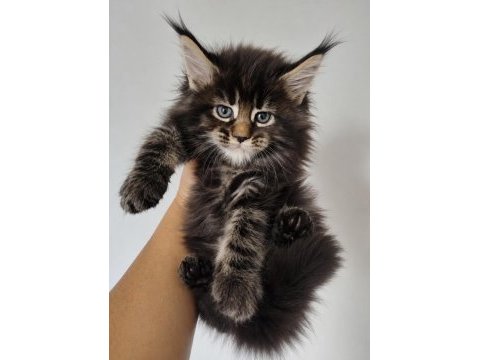 Maine coon dev kediler üst kaliteli