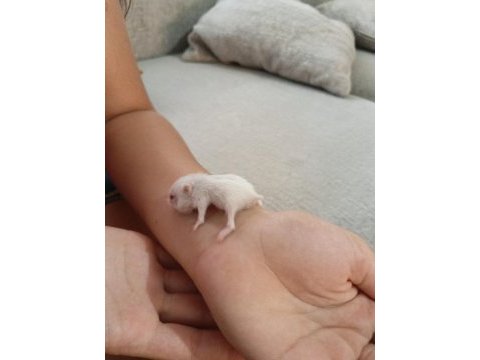 Gonzales hamsterlar