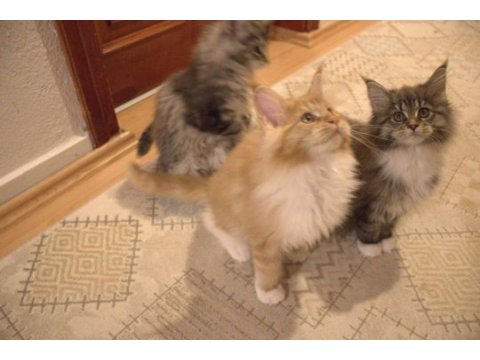İlloai ve arthur maine coon yavruları hepsi şampiyon adayı