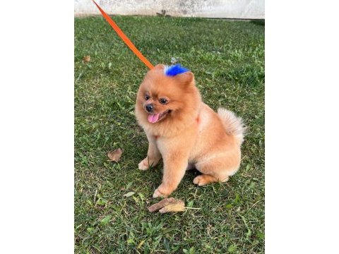15 09 2022 doğumlu erkek pomeranian