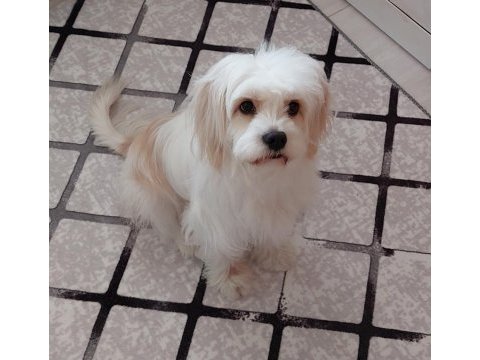Ücretsiz 3 yaşında köpeğimiz