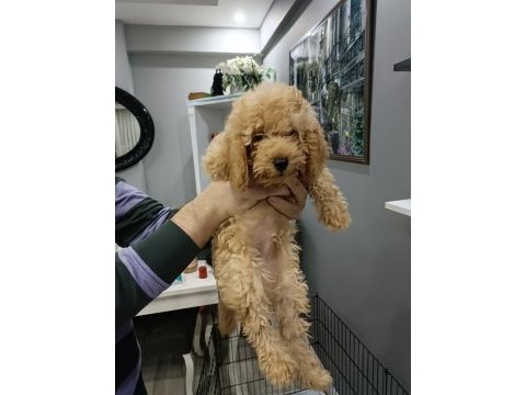 3 aylık toy poodle