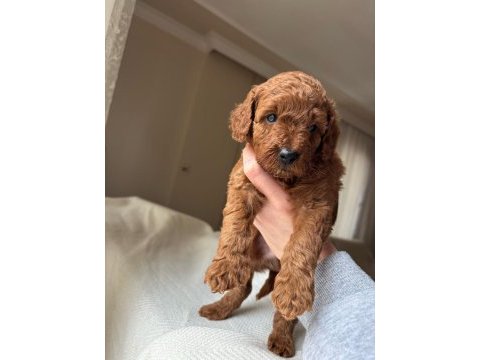 2 aylık toy poodle erkek son yavru
