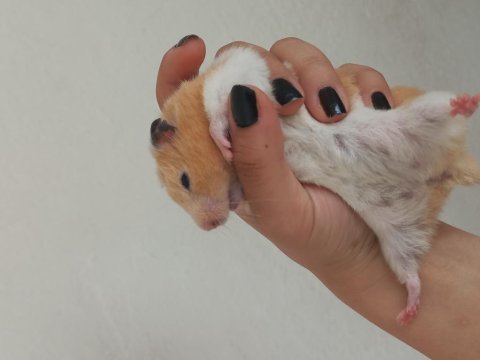 Suriye cins hamster