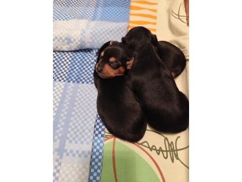 0 numara safkan minyatür pinscher çok tatlı yavrular