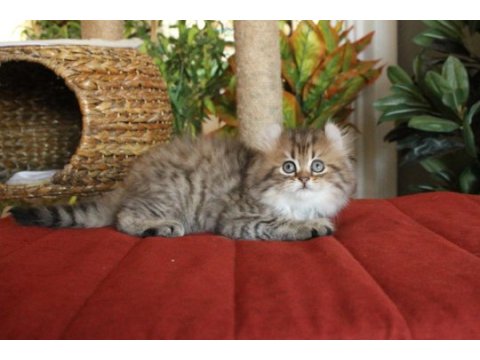 American curl türkiyede tek safkan şecereli zeki oyuncu