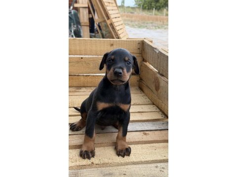A kalite doberman yavruları