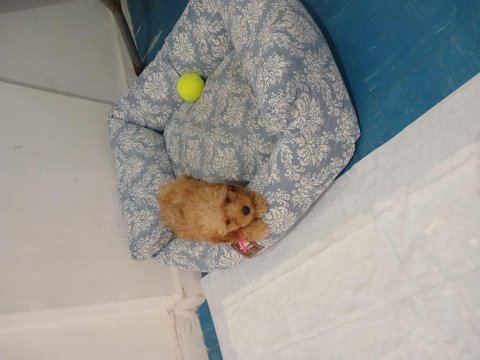 Maltipoo dişi