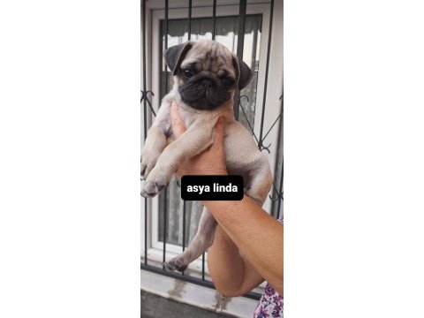 Pug mops bebekler