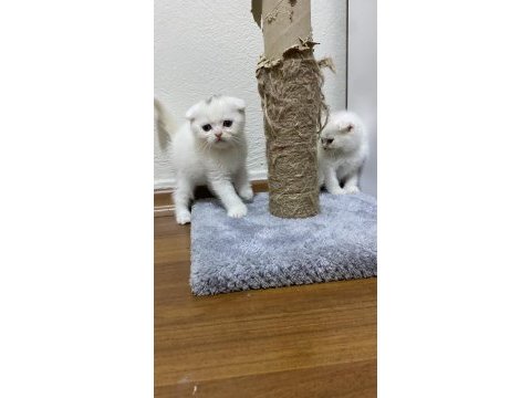 Scottish fold bebekler