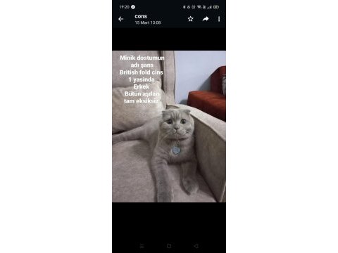 Oğlumuza dişi kedi arıyoruz esenler scottish